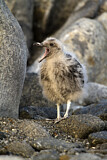 Image. South Polar Skua
