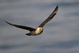 Image. South Polar Skua