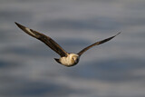 Image. South Polar Skua