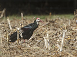 Image. Southern Bald Ibis