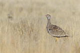 Image. Southern Black Korhaan