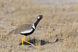 Image. Southern Black Korhaan