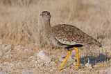 Image. Southern Black Korhaan