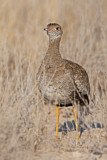 Image. Southern Black Korhaan