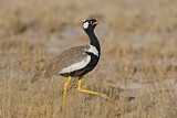 Image. Southern Black Korhaan