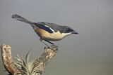 Image. Southern Boubou