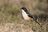 Image. Southern Boubou