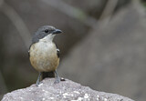 Image. Southern Boubou