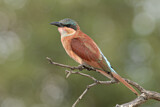 Image. Southern Carmine Bee-eater
