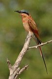 Image. Southern Carmine Bee-eater