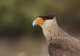 Image. Southern Crested Caracara