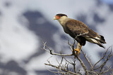 Image. Southern Crested Caracara