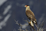 Image. Southern Crested Caracara