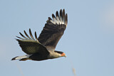 Image. Southern Crested Caracara