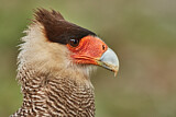 Image. Southern Crested Caracara