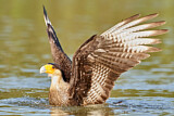 Image. Southern Crested Caracara