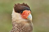 Image. Southern Crested Caracara