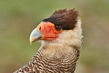 Image. Southern Crested Caracara