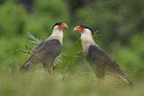 Image. Southern Crested Caracara