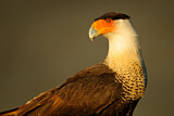 Image. Southern Crested Caracara