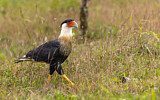 Image. Southern Crested Caracara