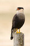 Image. Southern Crested Caracara
