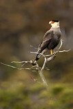 Image. Southern Crested Caracara
