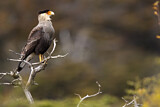 Image. Southern Crested Caracara