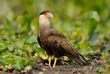 Image. Southern Crested Caracara