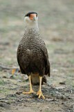 Image. Southern Crested Caracara