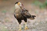 Image. Southern Crested Caracara