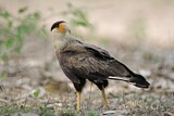 Image. Southern Crested Caracara