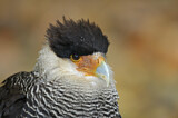 Image. Southern Crested Caracara