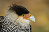 Image. Southern Crested Caracara