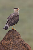 Image. Southern Crested Caracara