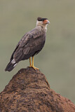 Image. Southern Crested Caracara