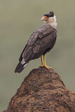 Image. Southern Crested Caracara