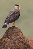 Image. Southern Crested Caracara