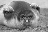 Image. Southern Elephant Seal