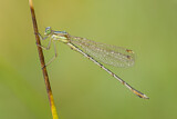 Image. Southern Emerald Damselfly