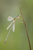 Image. Southern Emerald Damselfly