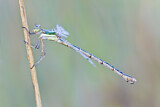 Image. Southern Emerald Damselfly