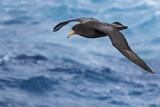 Image. Southern Giant Petrel