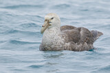 Image. Southern Giant Petrel