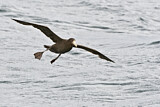 Image. Southern Giant Petrel