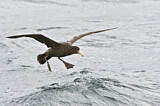 Image. Southern Giant Petrel