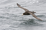 Image. Southern Giant Petrel