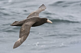 Image. Southern Giant Petrel