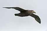 Image. Southern Giant Petrel
