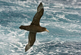 Image. Southern Giant Petrel